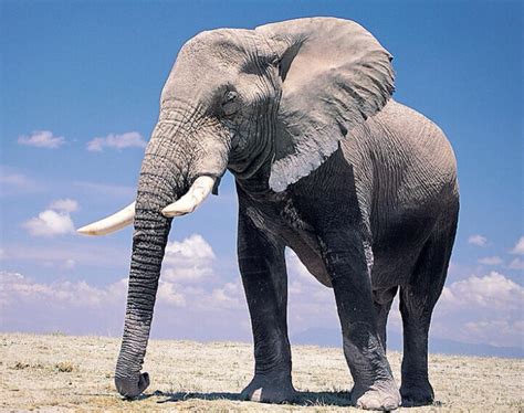 大象大象 著名照片